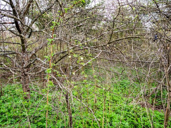 Underbrush Clearing in Oxnard