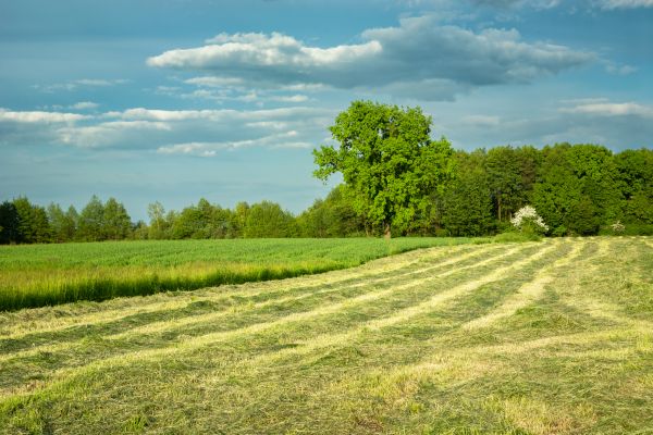 Cost of Vegetation Removal in Oxnard