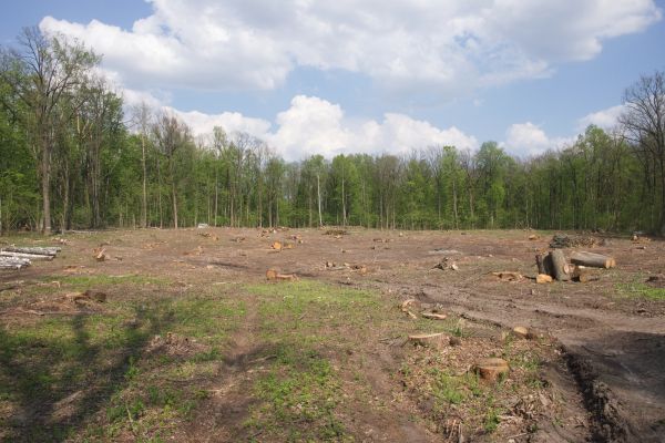 Cost of Pasture Clearing in Oxnard