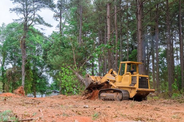 Forest Thinning in Oxnard