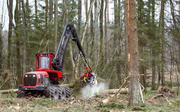 Cost of Forest Clearance Service in Oxnard