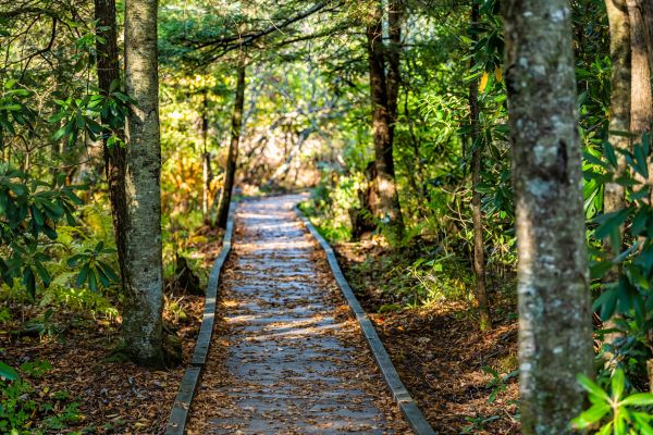 Cost of Trail Clearing in Oxnard