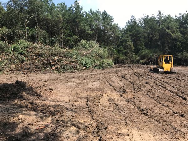 Cost of Thicket Clearing in Oxnard
